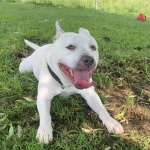 Romeo, Adult Male Pit Bull Terrier