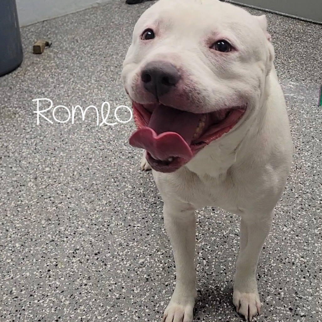 Romeo
