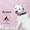 Romeo photo 3