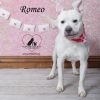 Romeo photo 4