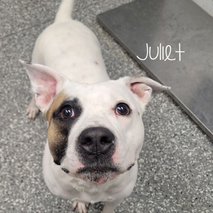 Juliet 2