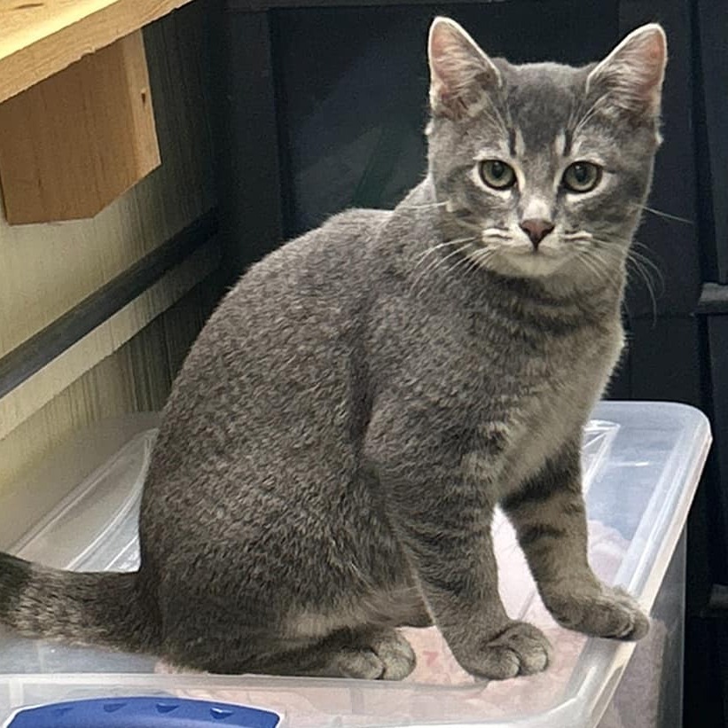 Guava, an adoptable Domestic Short Hair in Estacada, OR, 97023 | Photo Image 1