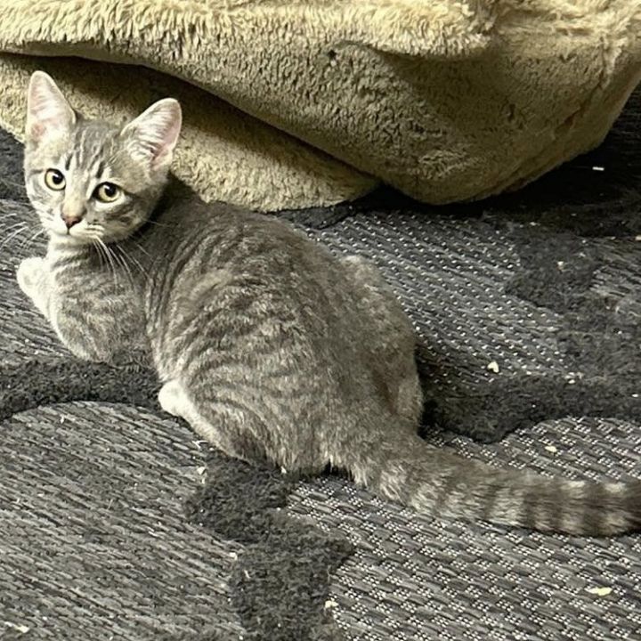 Kiwi 1