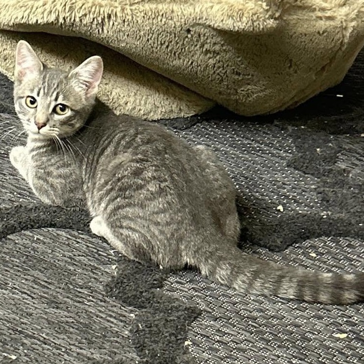 Kiwi, an adoptable Domestic Short Hair in Estacada, OR, 97023 | Photo Image 1