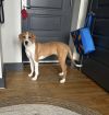 Penny photo 2