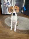 Penny photo 3
