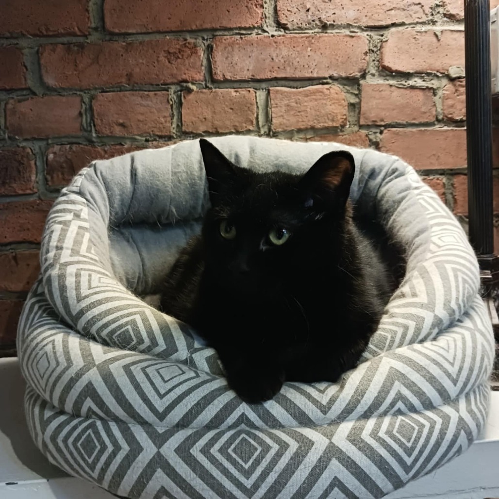 Magnus