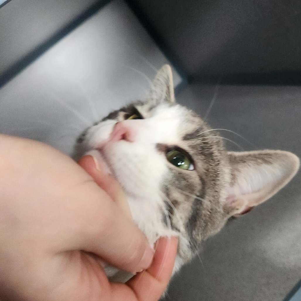 Garry Lazer Eyes