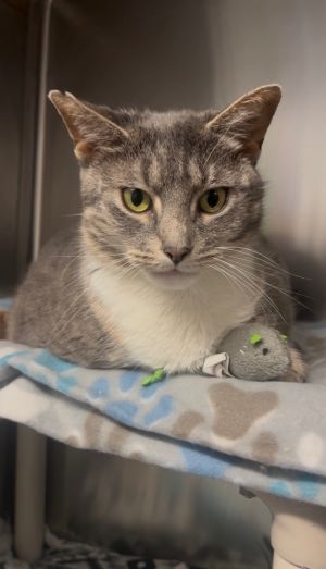 Juniper Domestic Short Hair Cat