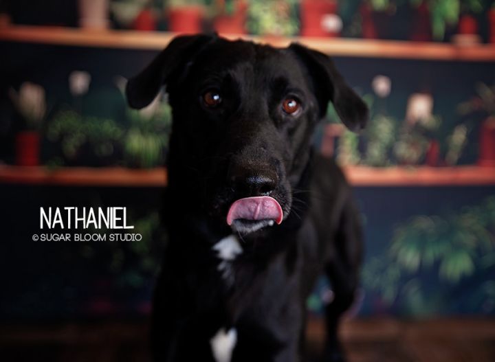 Nathaniel 2