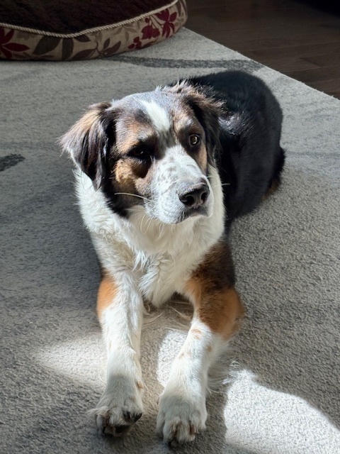 Gizmo 2
