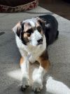 Gizmo photo 3