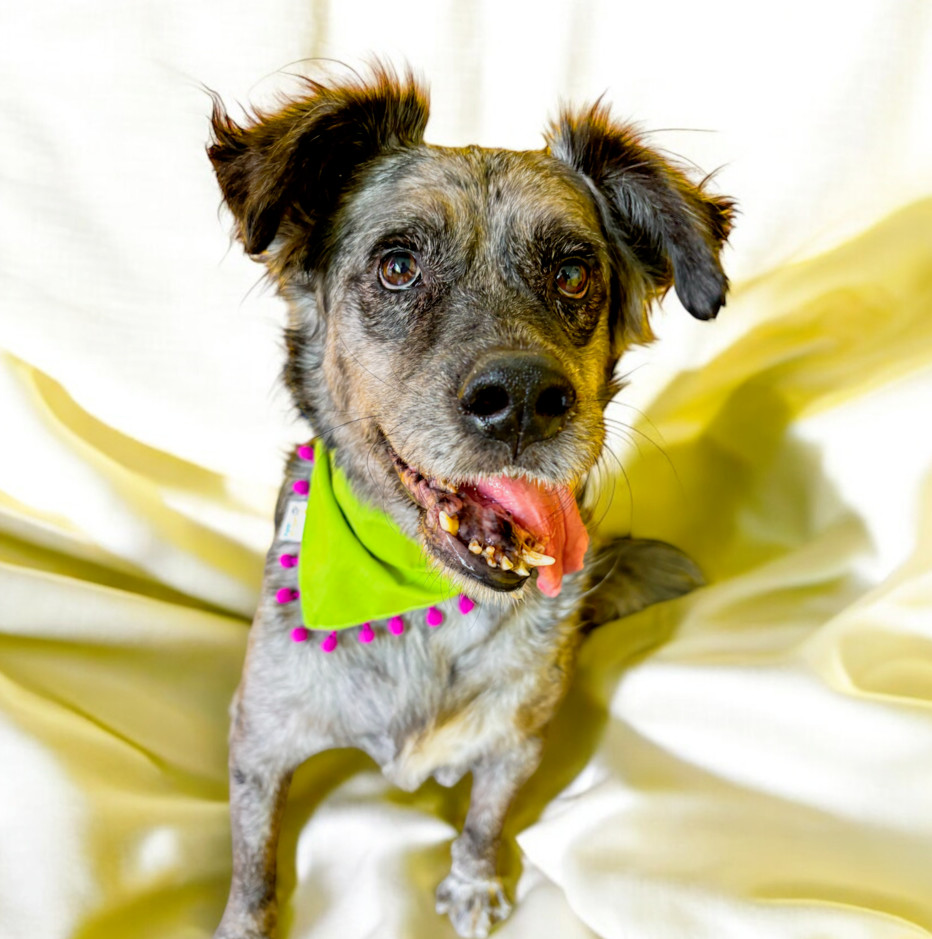 DUSTY, an adoptable Shepherd in Langley, BC, V2Y 3K1 | Photo Image 1