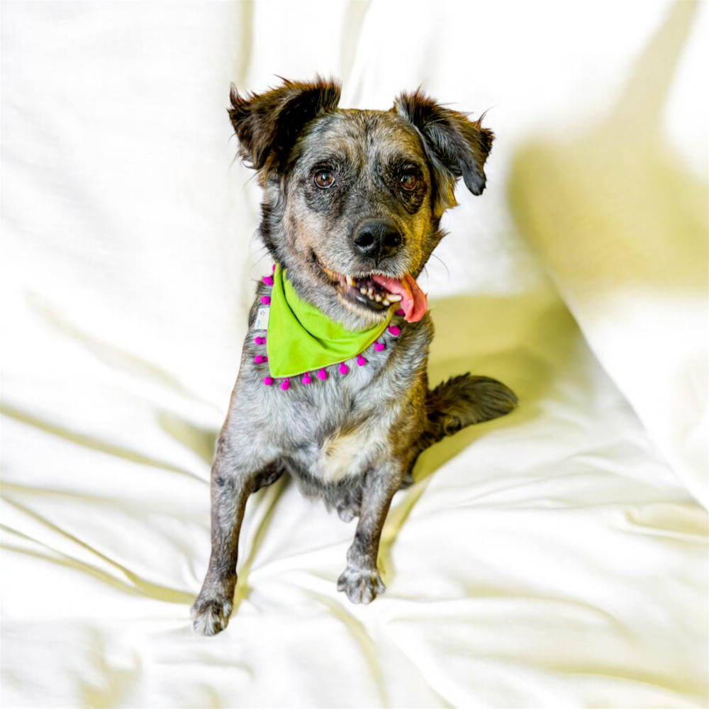 DUSTY, an adoptable Shepherd in Langley, BC, V2Y 3K1 | Photo Image 2