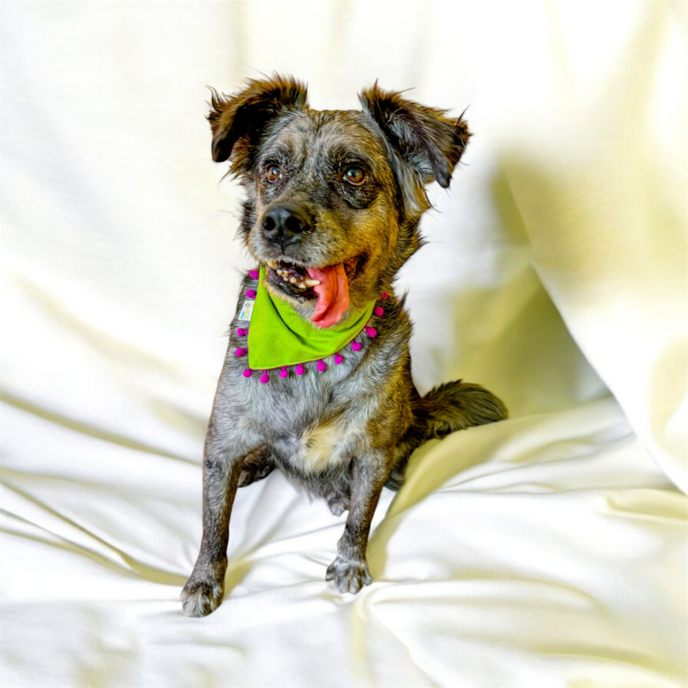 DUSTY, an adoptable Shepherd in Langley, BC, V2Y 3K1 | Photo Image 3