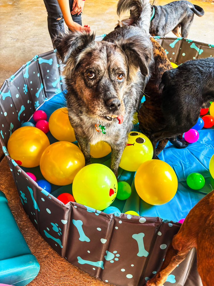 DUSTY, an adoptable Shepherd in Langley, BC, V2Y 3K1 | Photo Image 4