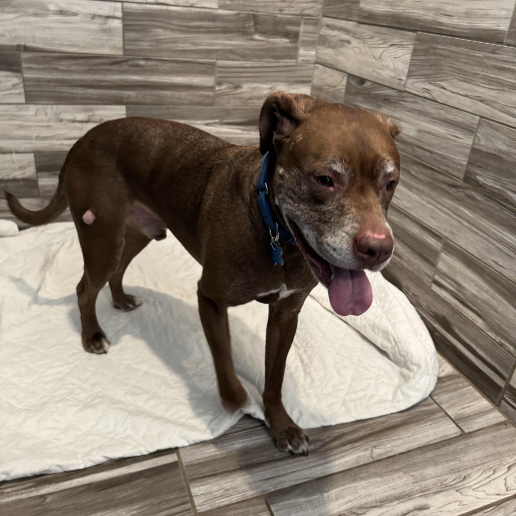 Butch, an adoptable Chocolate Labrador Retriever in West Des Moines, IA, 50265 | Photo Image 2