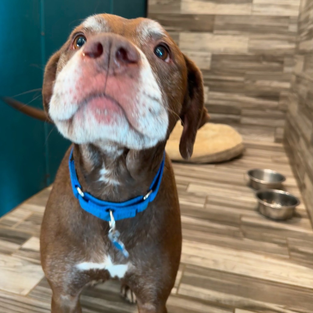 Butch, an adoptable Chocolate Labrador Retriever in West Des Moines, IA, 50265 | Photo Image 3