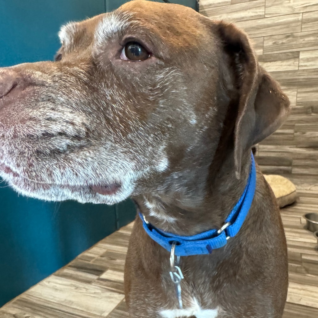 Butch, an adoptable Chocolate Labrador Retriever in West Des Moines, IA, 50265 | Photo Image 4