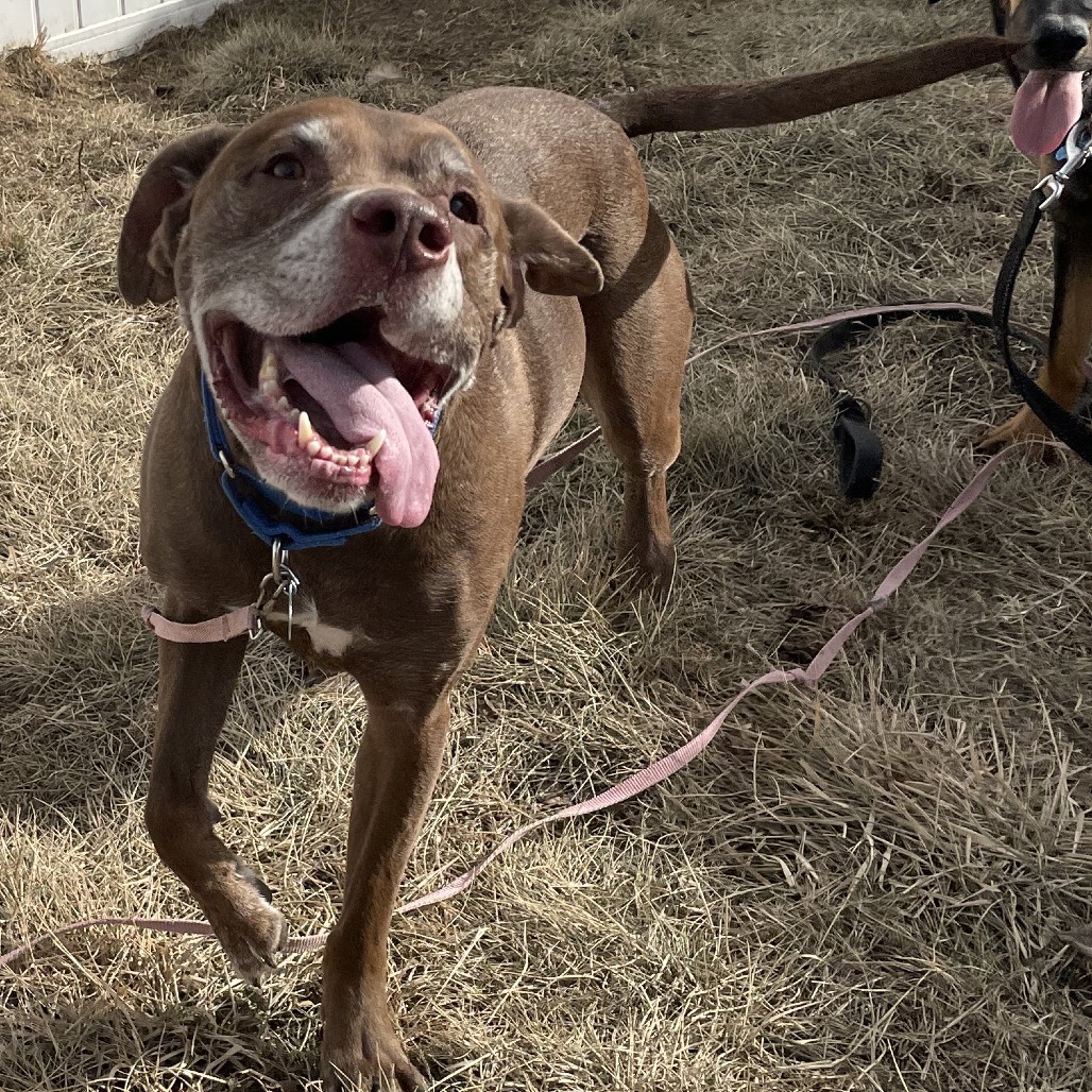 Butch, an adoptable Chocolate Labrador Retriever in West Des Moines, IA, 50265 | Photo Image 5