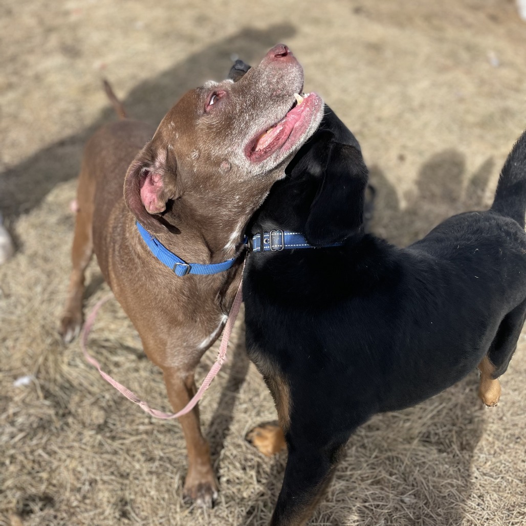 Butch, an adoptable Chocolate Labrador Retriever in West Des Moines, IA, 50265 | Photo Image 6