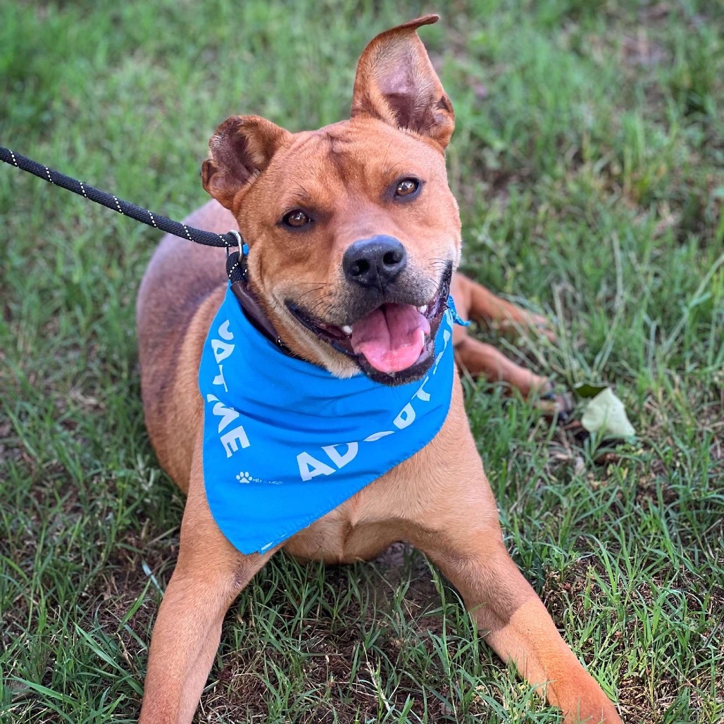 King Kirby, an adoptable Boxer, Black Mouth Cur in Wadena, MN, 56482 | Photo Image 1
