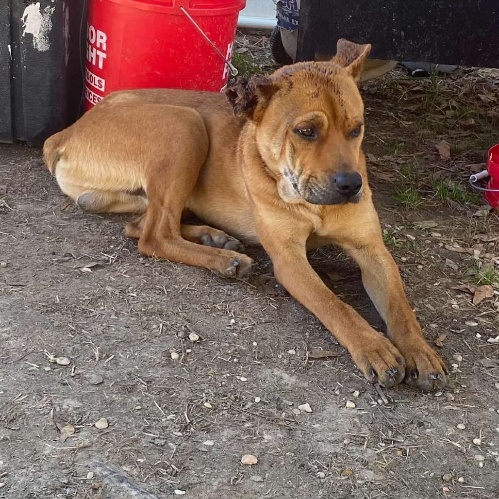 King Kirby, an adoptable Boxer, Black Mouth Cur in Wadena, MN, 56482 | Photo Image 2