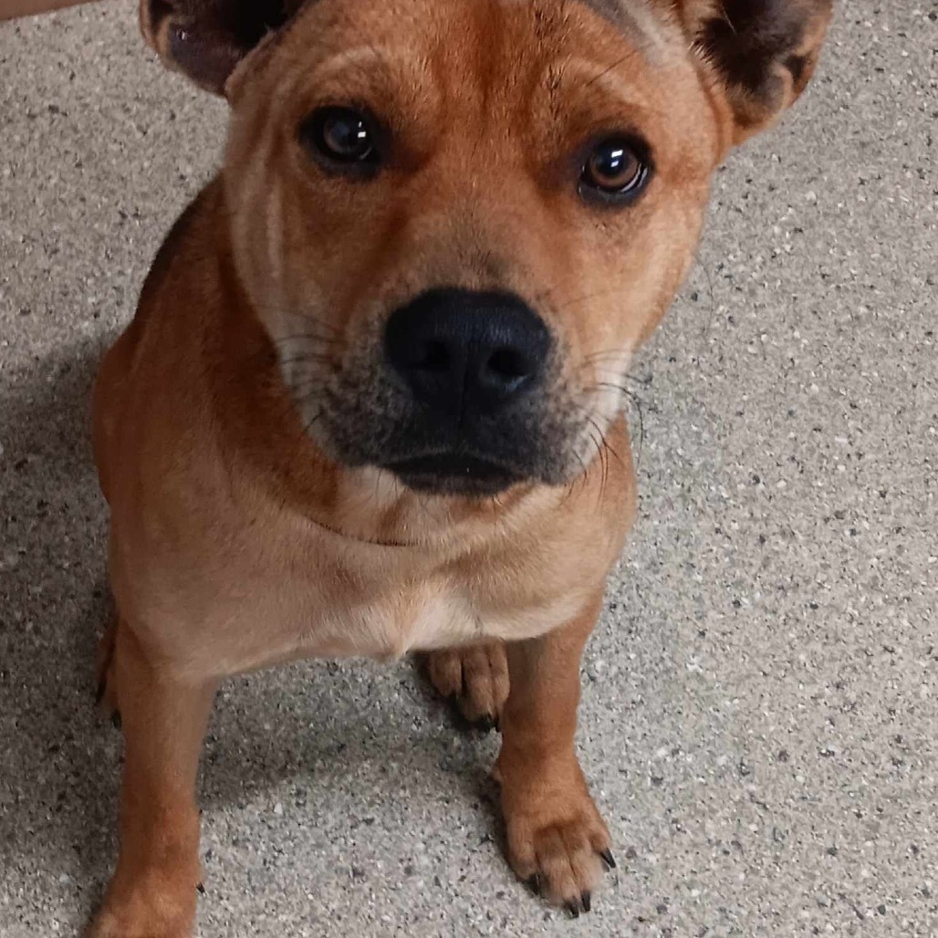 King Kirby, an adoptable Boxer, Black Mouth Cur in Wadena, MN, 56482 | Photo Image 3