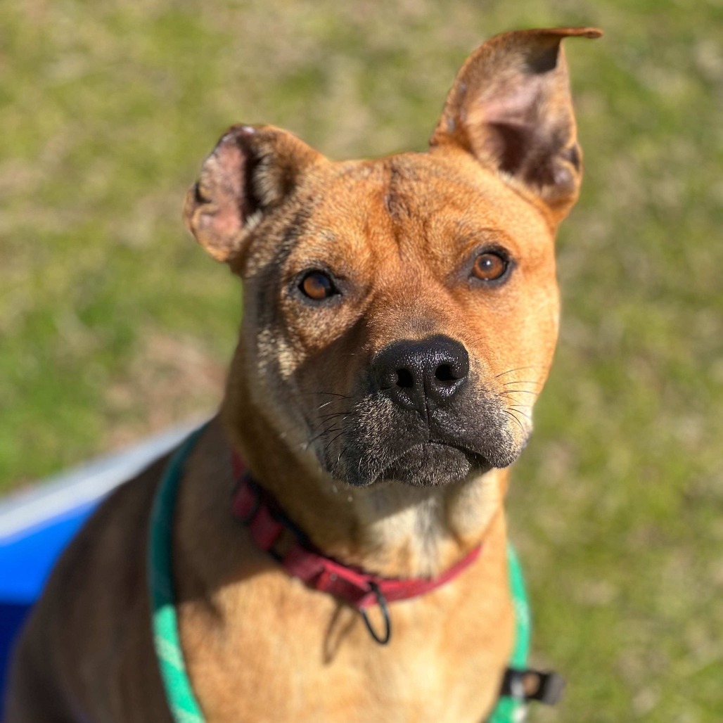 King Kirby, an adoptable Boxer, Black Mouth Cur in Wadena, MN, 56482 | Photo Image 4