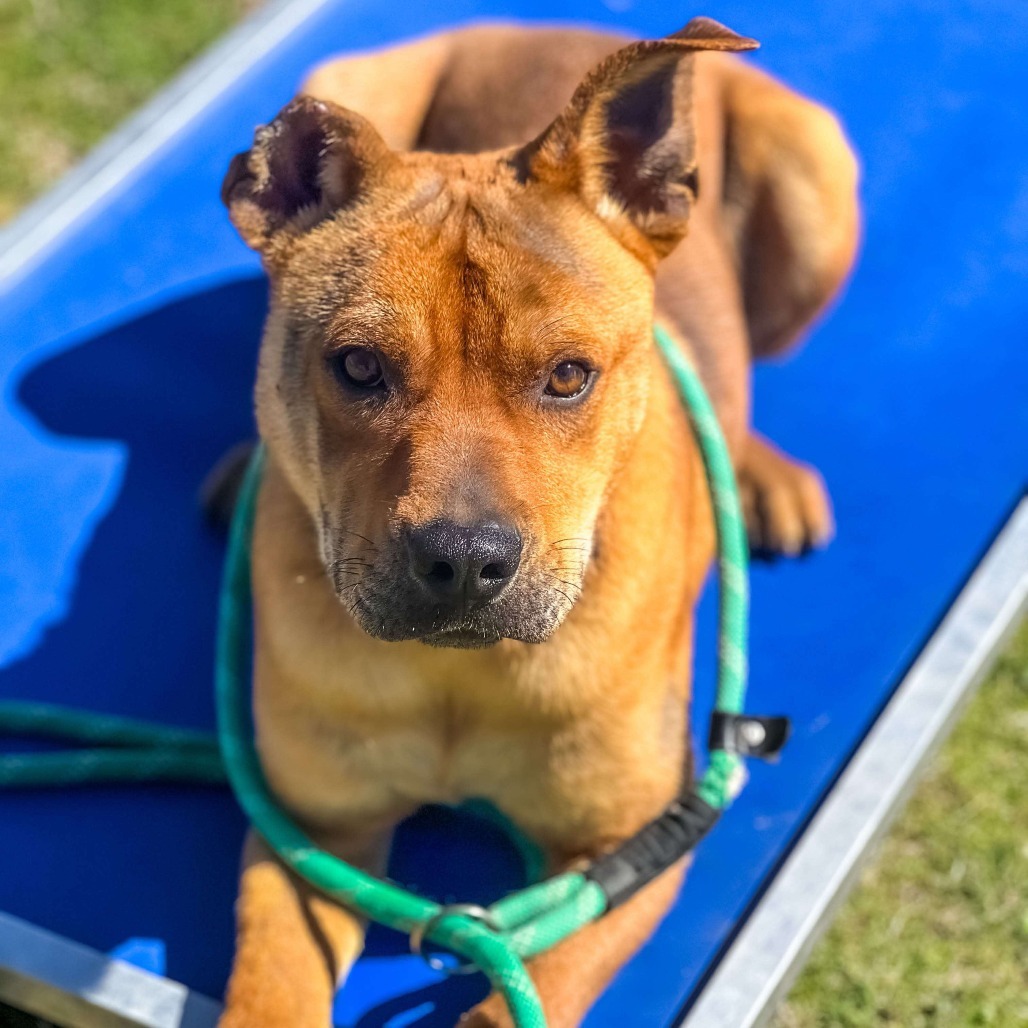 King Kirby, an adoptable Boxer, Black Mouth Cur in Wadena, MN, 56482 | Photo Image 5