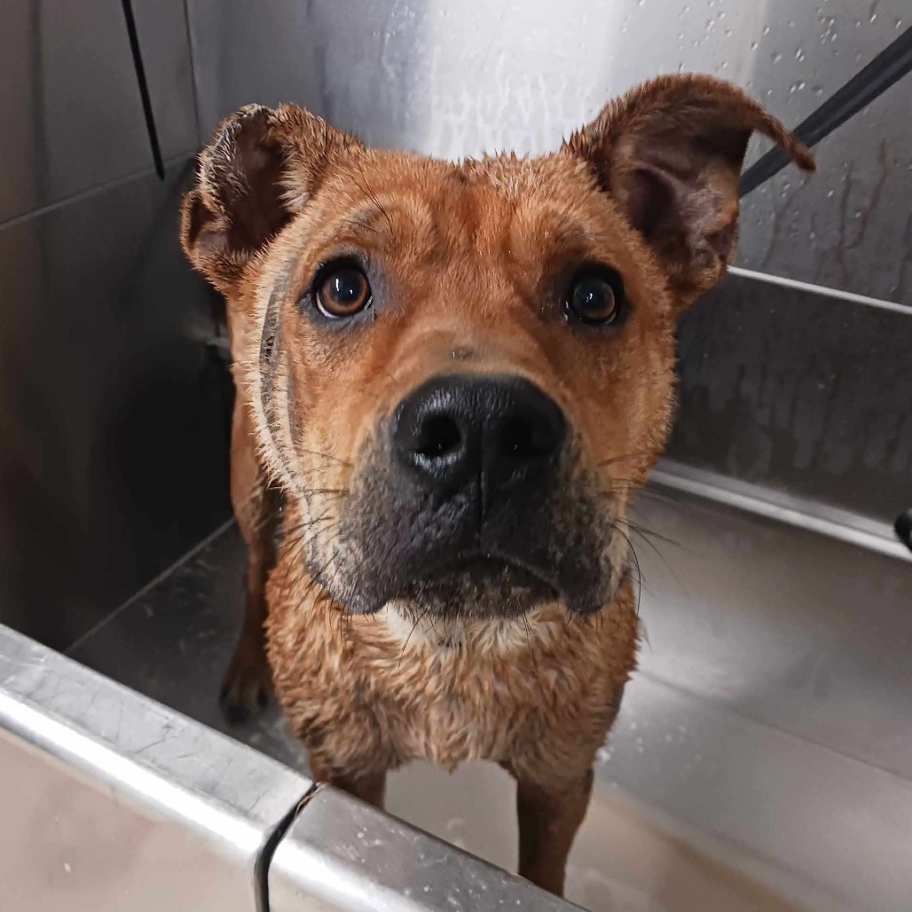 King Kirby, an adoptable Boxer, Black Mouth Cur in Wadena, MN, 56482 | Photo Image 6