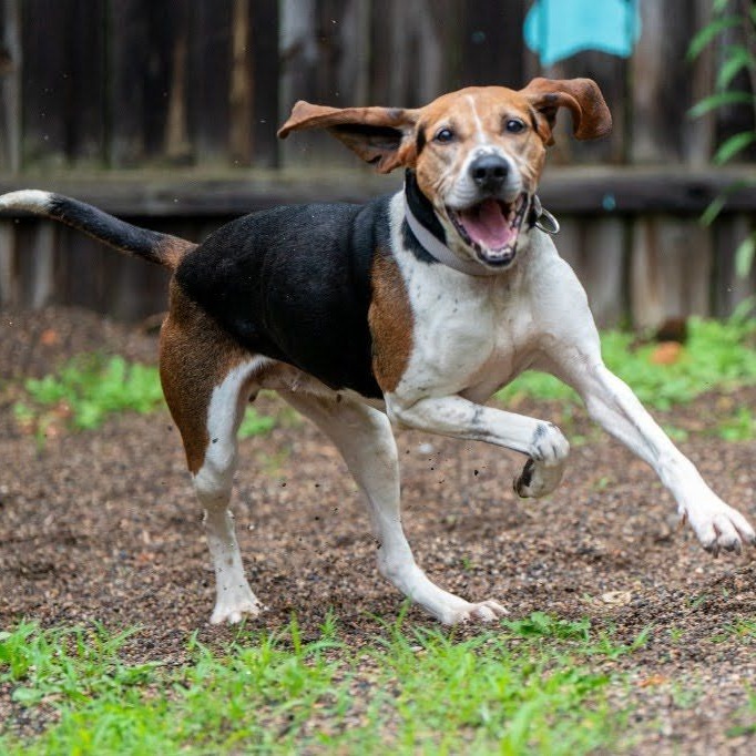 Sydney, an adoptable Foxhound in Albert Lea, MN, 56007 | Photo Image 1