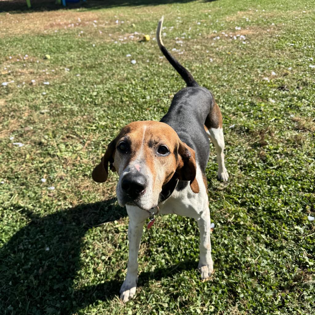 Sydney, an adoptable Foxhound in Albert Lea, MN, 56007 | Photo Image 2