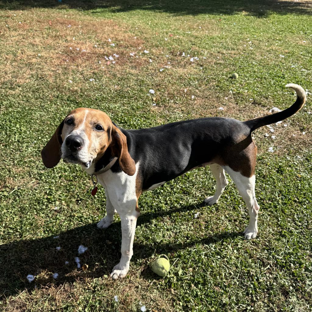 Sydney, an adoptable Foxhound in Albert Lea, MN, 56007 | Photo Image 3