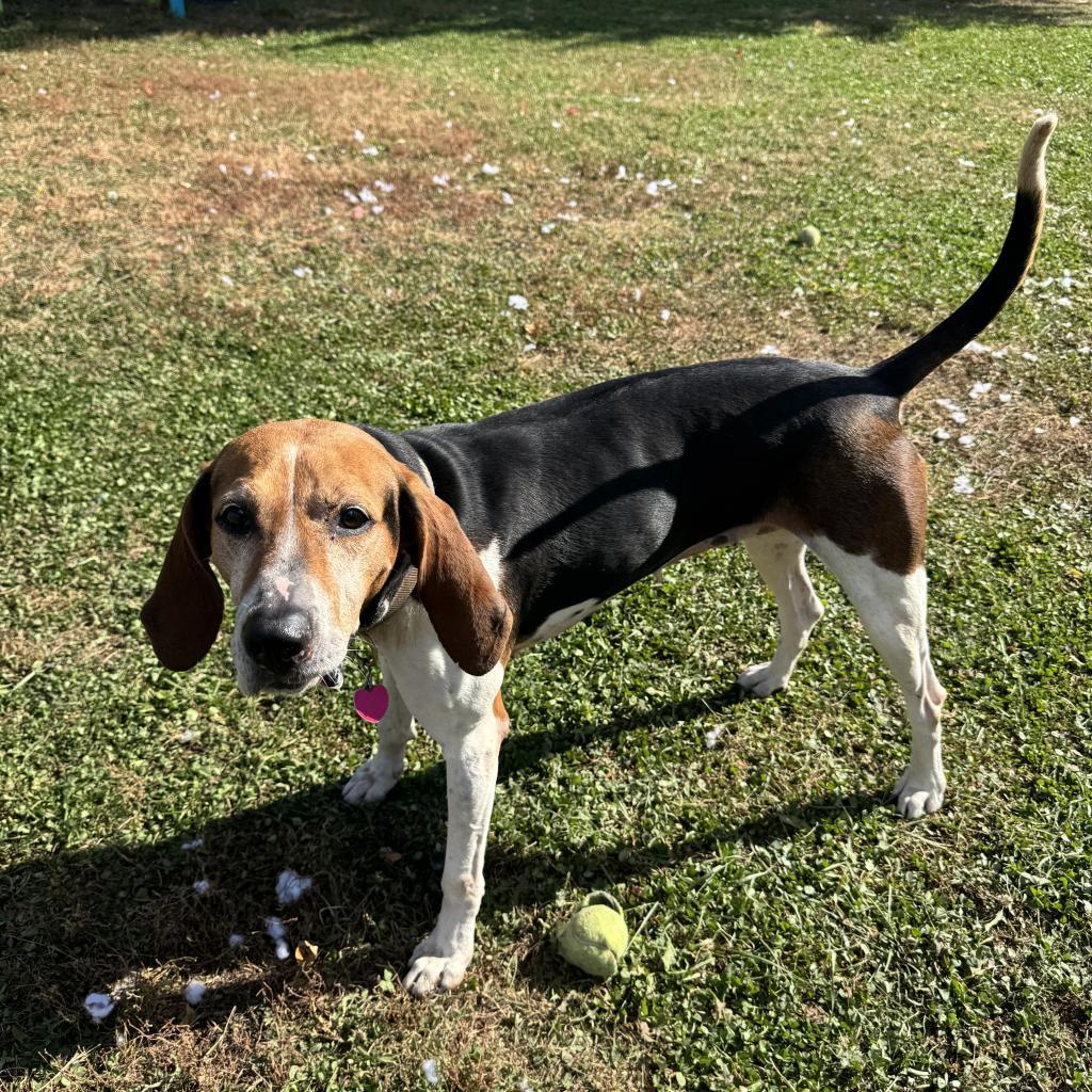 Sydney, an adoptable Foxhound in Albert Lea, MN, 56007 | Photo Image 4