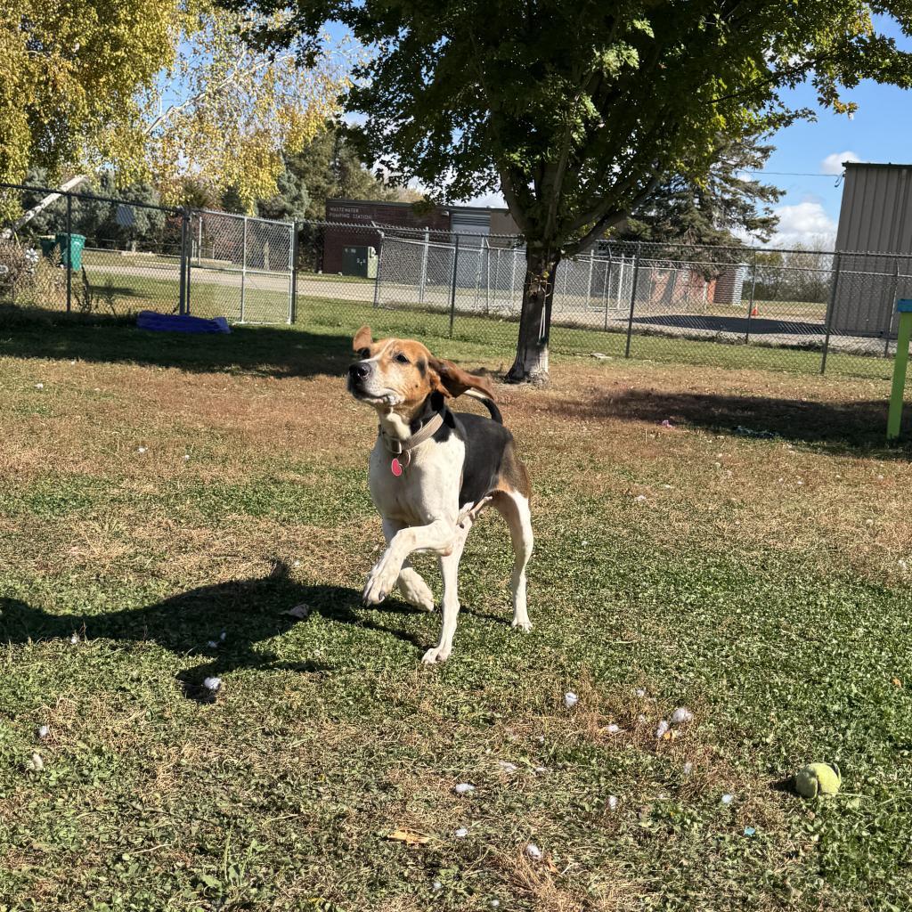 Sydney, an adoptable Foxhound in Albert Lea, MN, 56007 | Photo Image 5