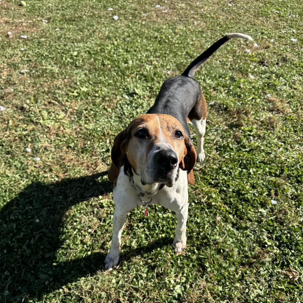 Sydney, an adoptable Foxhound in Albert Lea, MN, 56007 | Photo Image 6