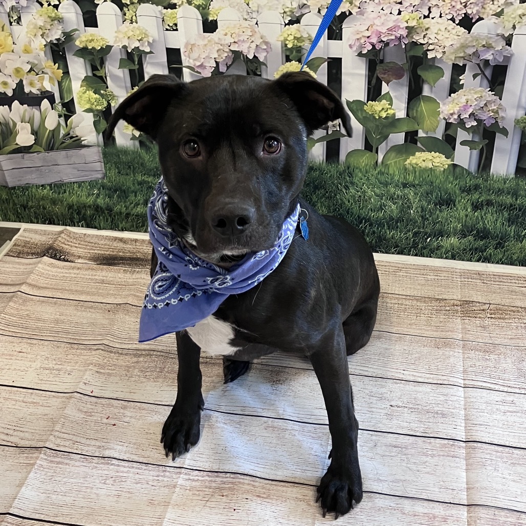 Libby, an adoptable Pit Bull Terrier, Black Labrador Retriever in Show Low, AZ, 85901 | Photo Image 1