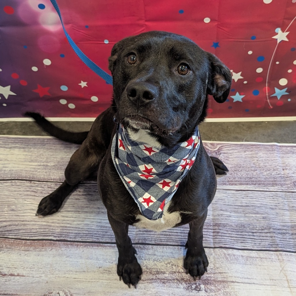 Libby, an adoptable Pit Bull Terrier, Black Labrador Retriever in Show Low, AZ, 85901 | Photo Image 1