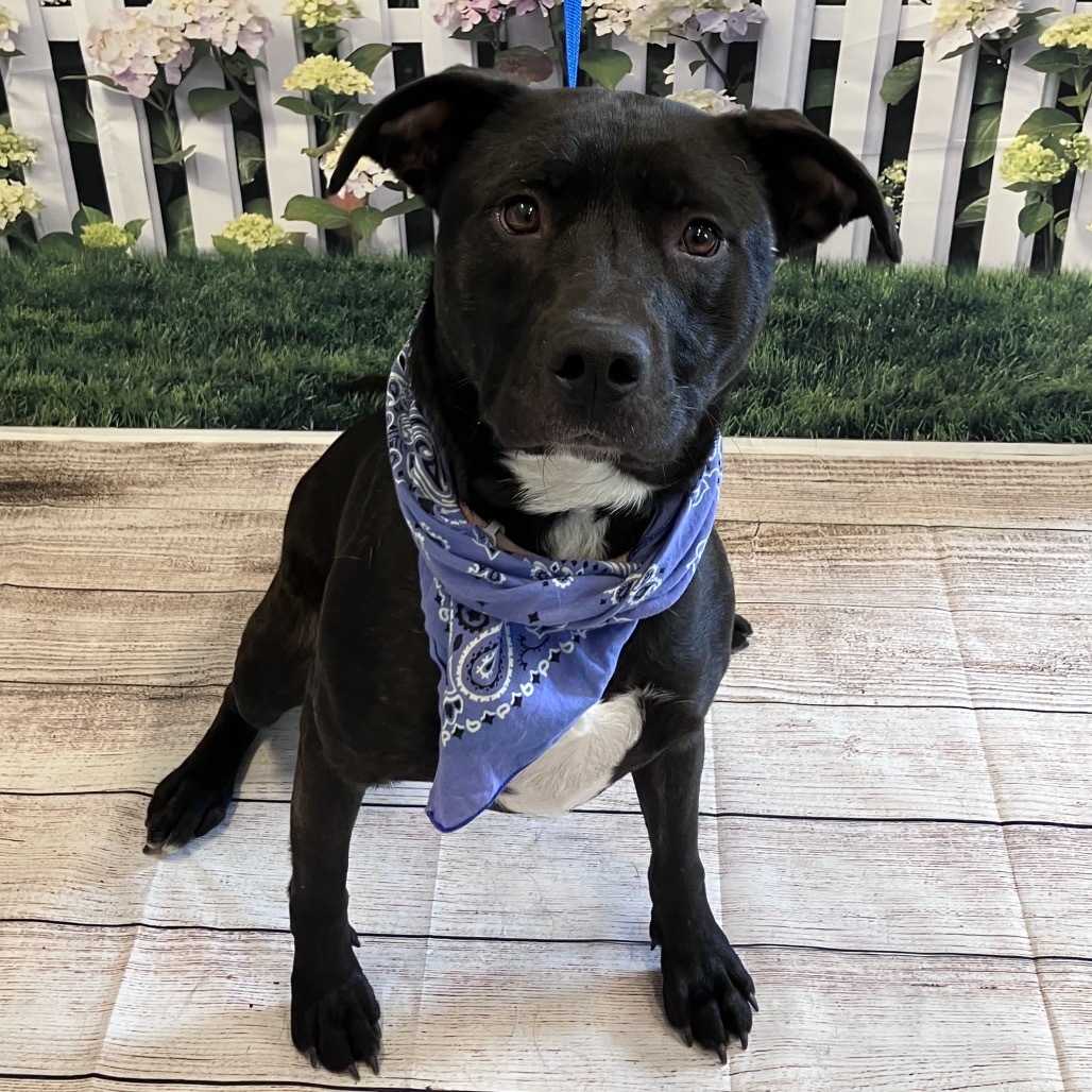 Libby, an adoptable Pit Bull Terrier, Black Labrador Retriever in Show Low, AZ, 85901 | Photo Image 3