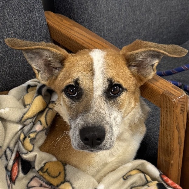 Nova
