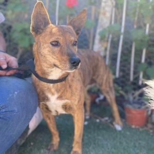 Bella, Adult Female unknown