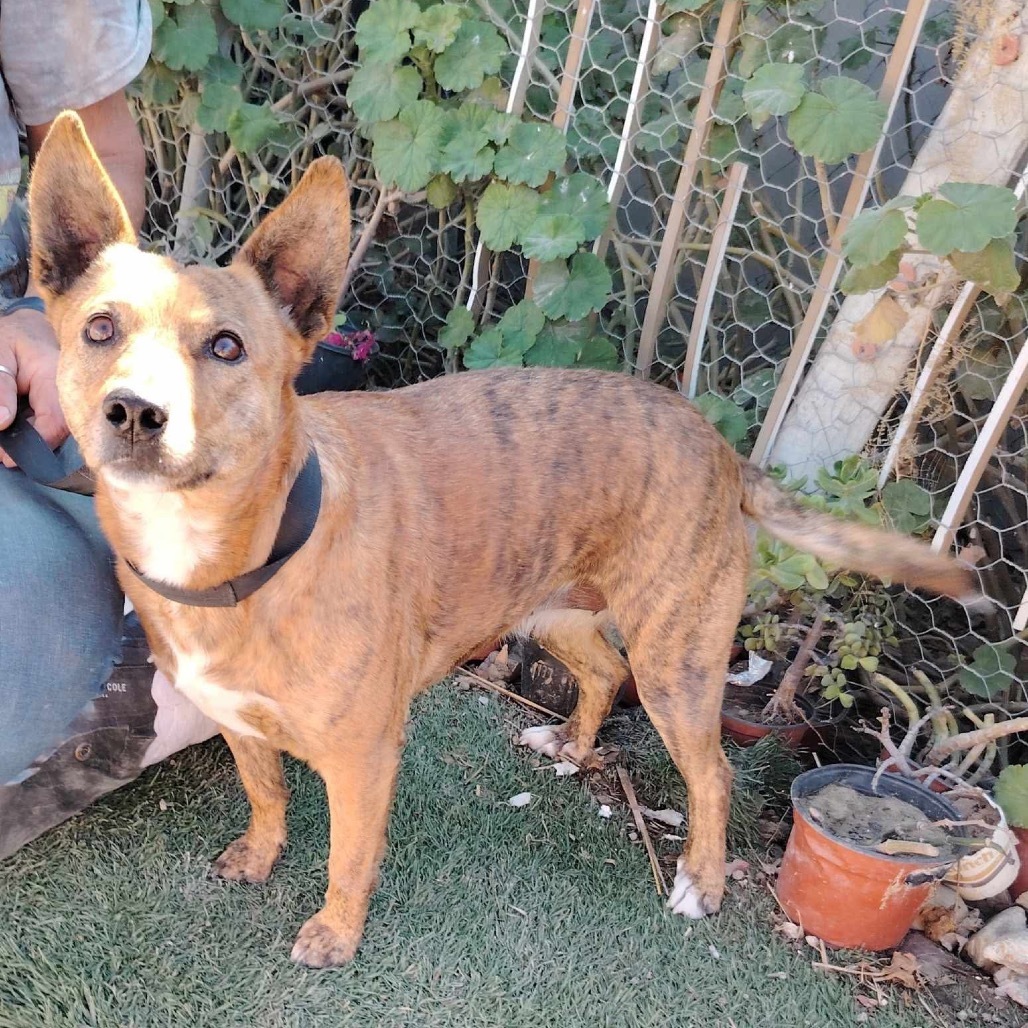 Bella