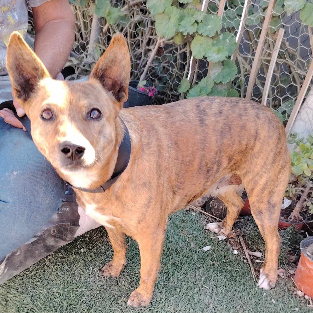 Bella