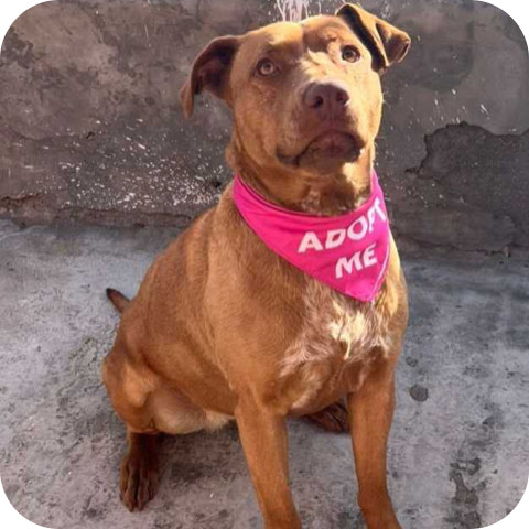 Canela