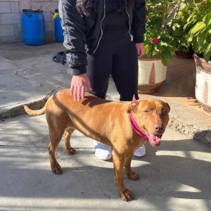 Canela, Adult Female Terrier