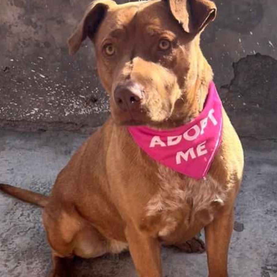 Canela