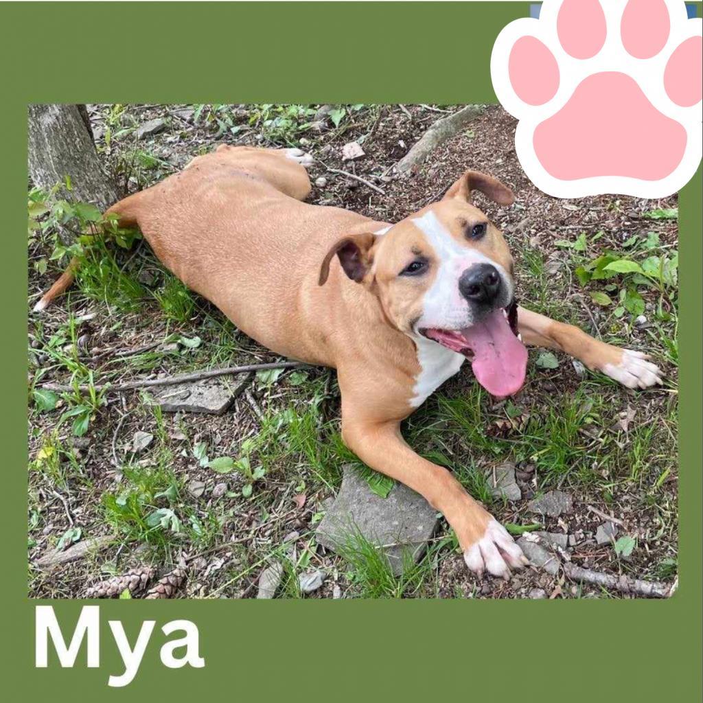 Mya