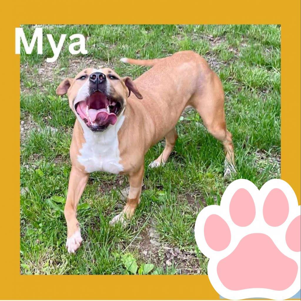 Mya