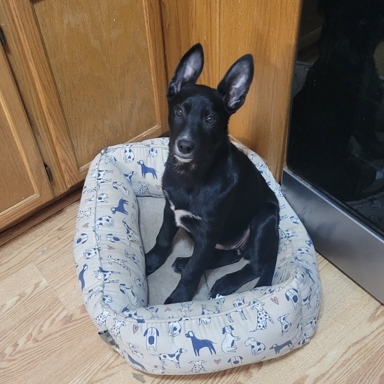 Piper, an adoptable Mixed Breed in Bismarck, ND, 58507 | Photo Image 1